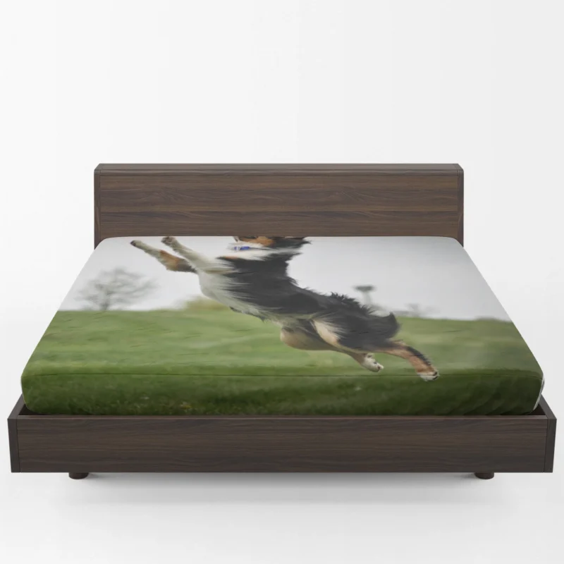 Energetic and Active Border Collie: Border Collie Fitted Sheet 1