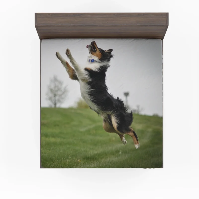 Energetic and Active Border Collie: Border Collie Fitted Sheet