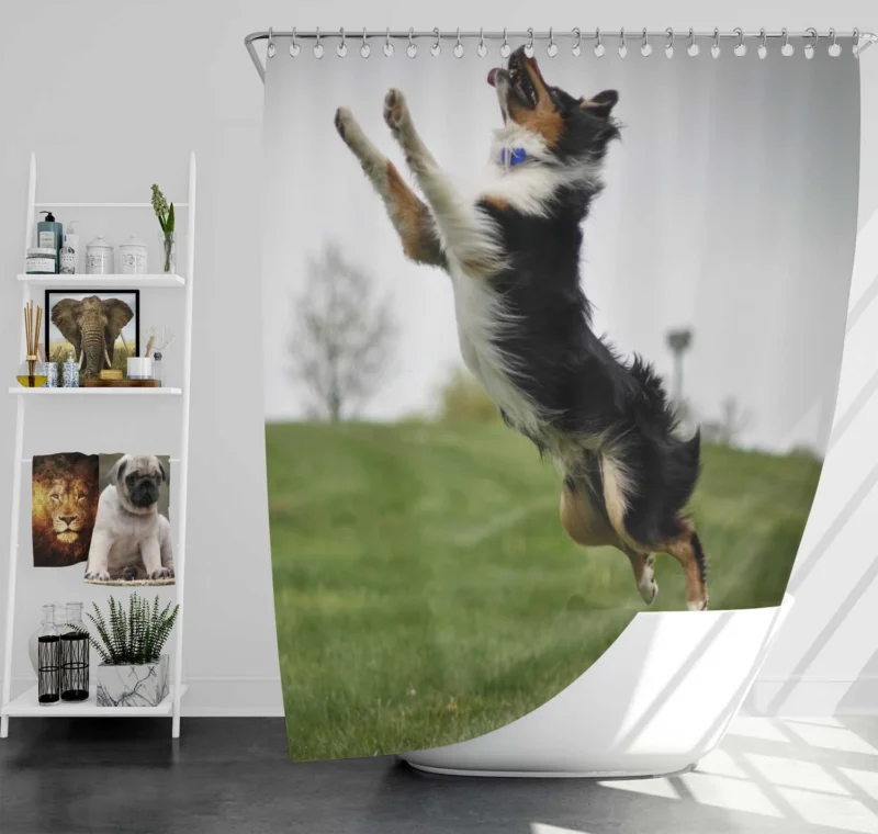 Energetic and Active Border Collie: Border Collie Shower Curtain