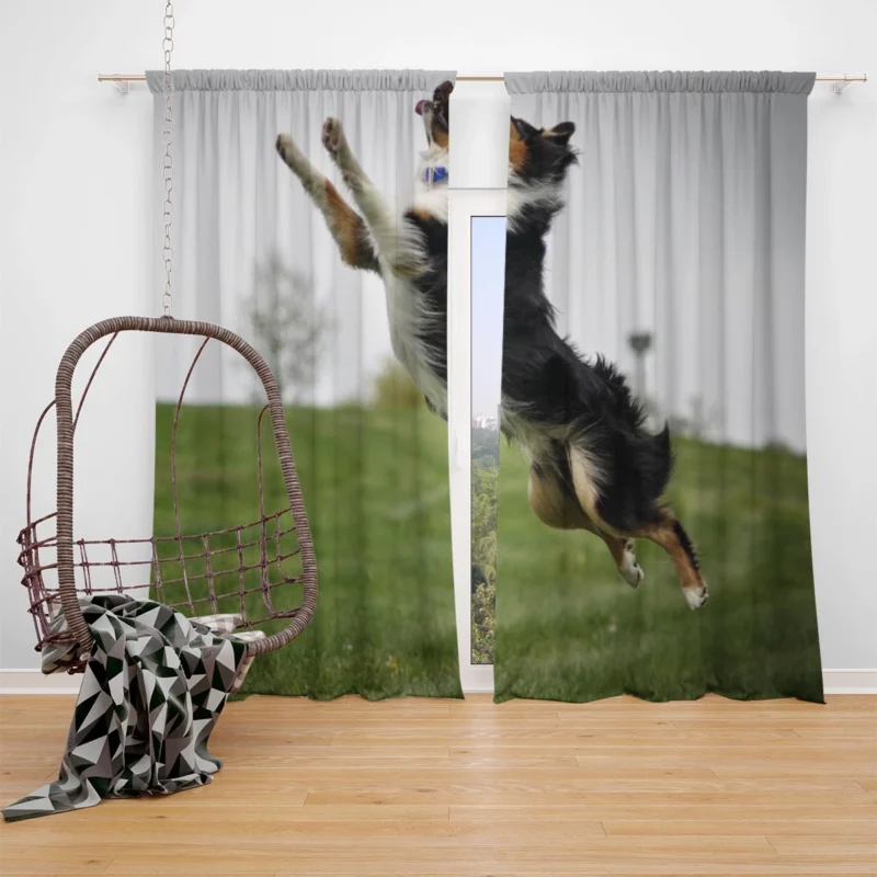 Energetic and Active Border Collie: Border Collie Window Curtain