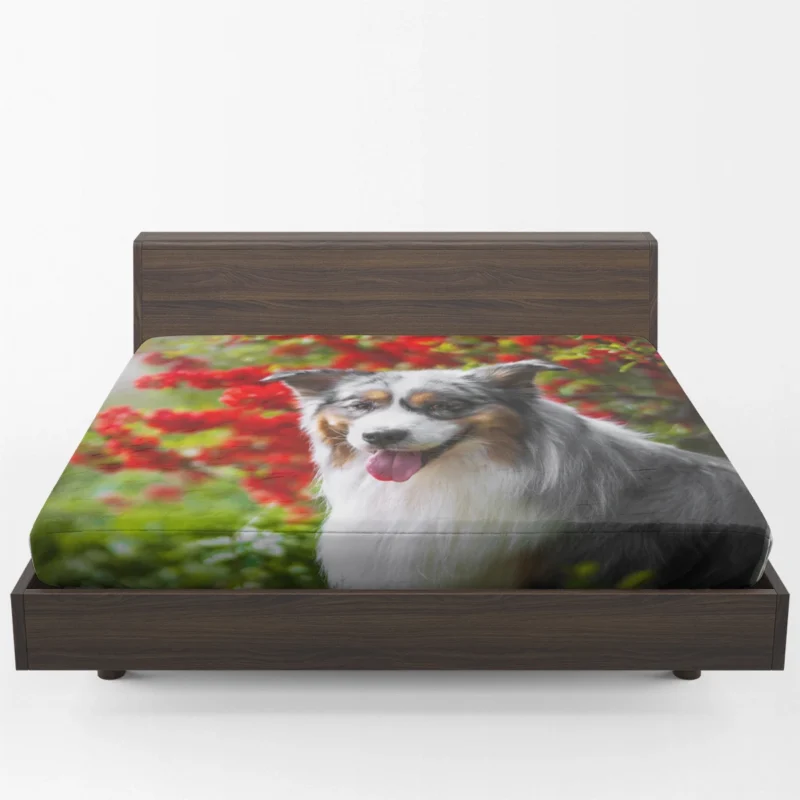 Energetic and Loyal Dogs: Australian Shepherd Fitted Sheet 1