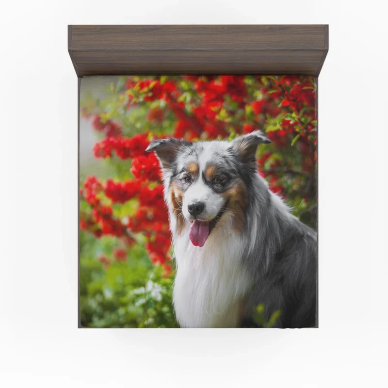 Energetic and Loyal Dogs: Australian Shepherd Fitted Sheet