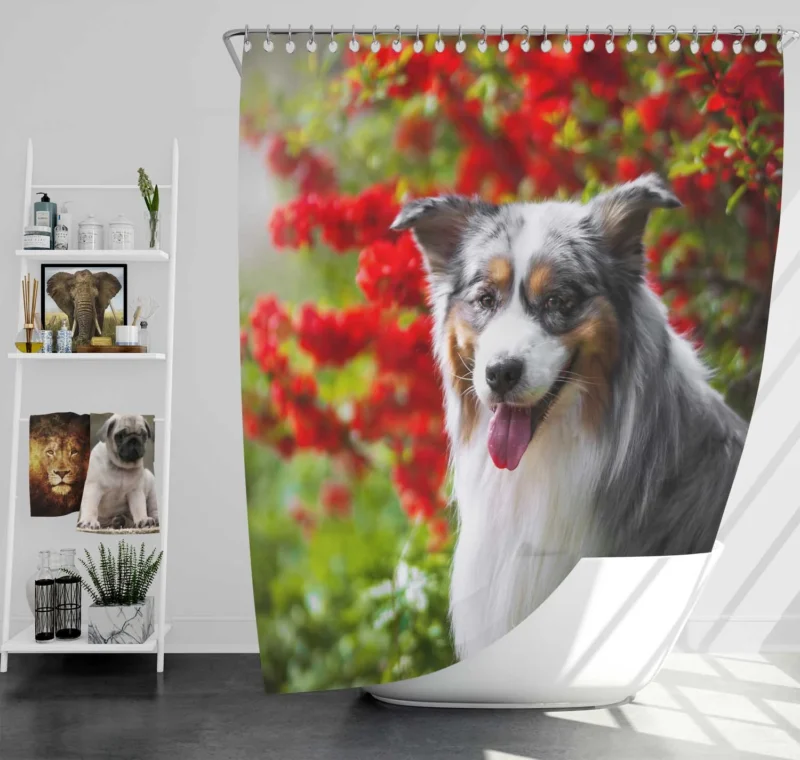 Energetic and Loyal Dogs: Australian Shepherd Shower Curtain