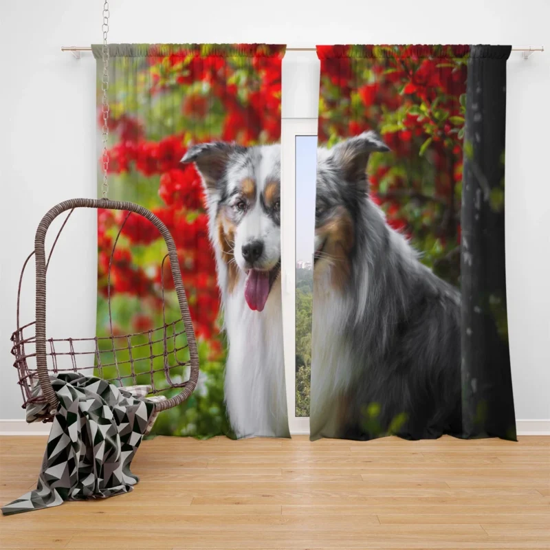 Energetic and Loyal Dogs: Australian Shepherd Window Curtain