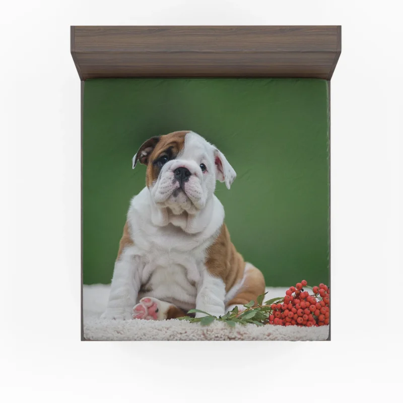 English Bulldog Puppies: English Bulldog Quartet Fitted Sheet