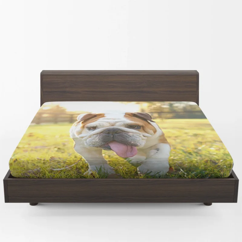 English Bulldog in Sunny Grass: English Bulldog Quartet Fitted Sheet 1