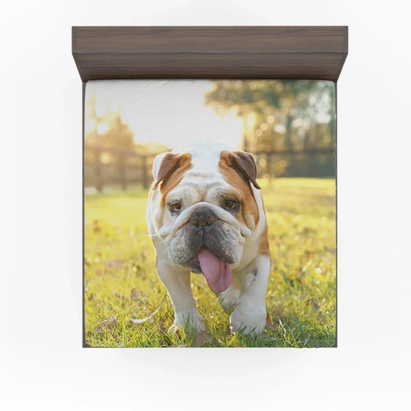 English Bulldog in Sunny Grass: English Bulldog Quartet Fitted Sheet