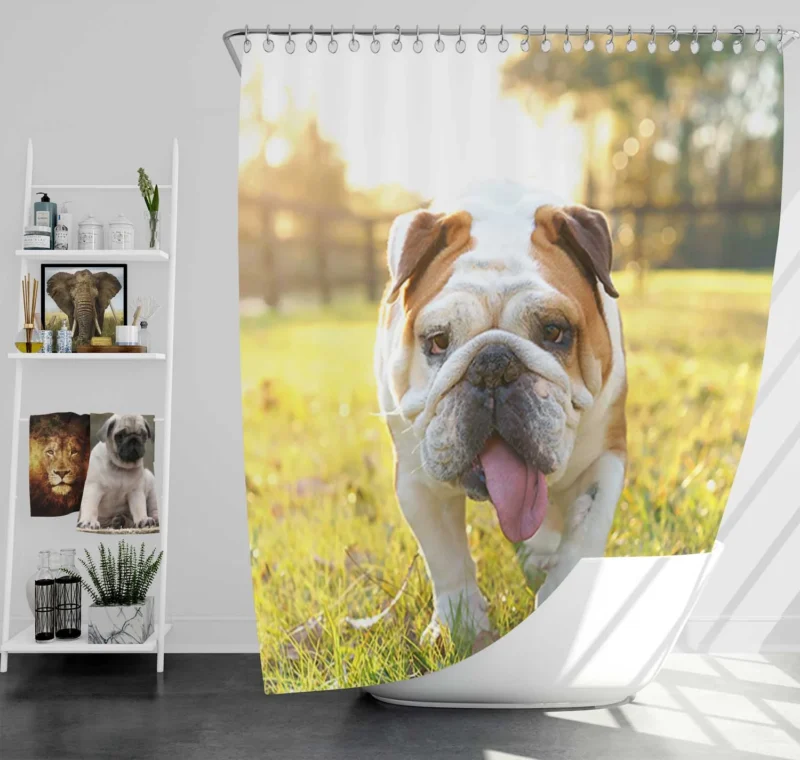 English Bulldog in Sunny Grass: English Bulldog Quartet Shower Curtain