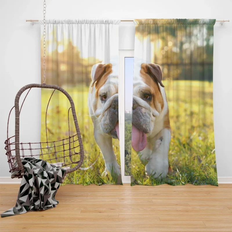 English Bulldog in Sunny Grass: English Bulldog Quartet Window Curtain