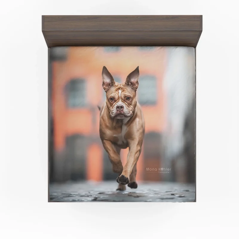 English Bulldog with Muzzle and Blur: English Bulldog Quartet Fitted Sheet