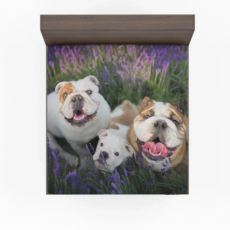 English Bulldog with Purple Flowers: English Bulldog Quartet Fitted Sheet