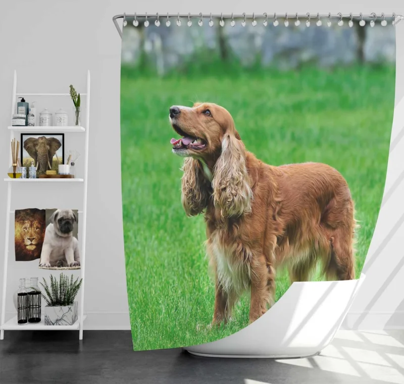 English Elegance with Spaniel: Cocker Spaniel Quartet Shower Curtain