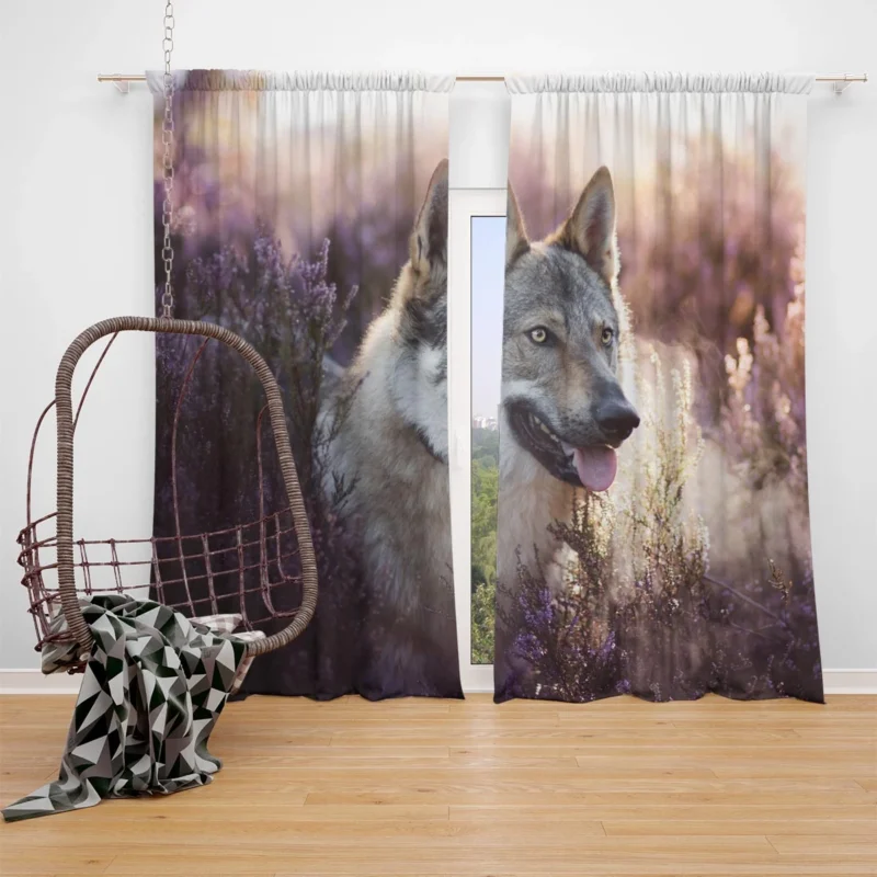 Enigmatic and Compelling: Wolfdog Quartet Window Curtain