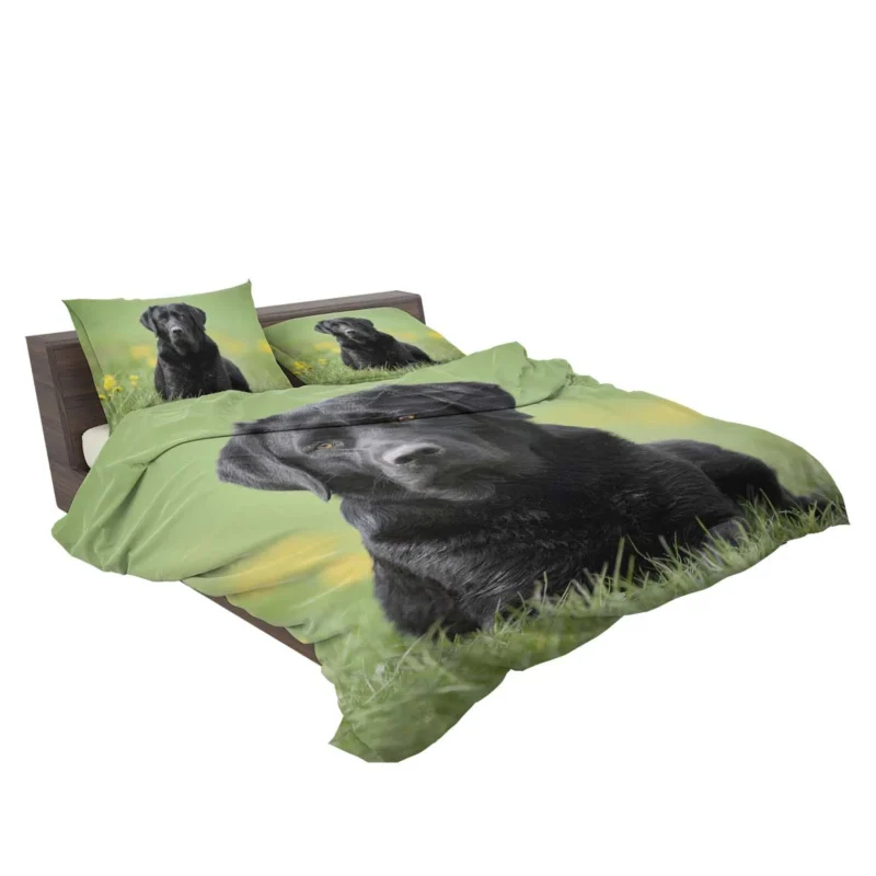 Ethereal Beauty: Labrador Depth of Field Quartet Bedding Set 2