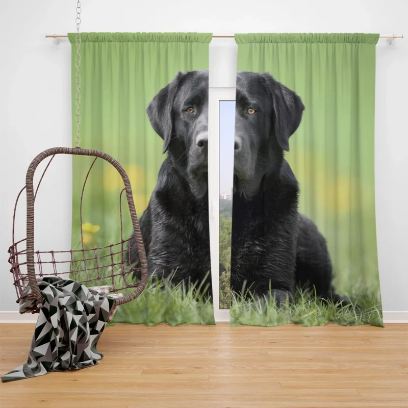 Ethereal Beauty: Labrador Depth of Field Quartet Window Curtain