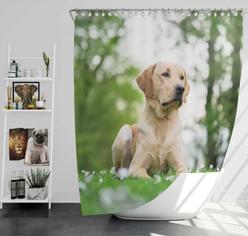 Ethereal Quartet: Labrador Bokeh with Depth Shower Curtain