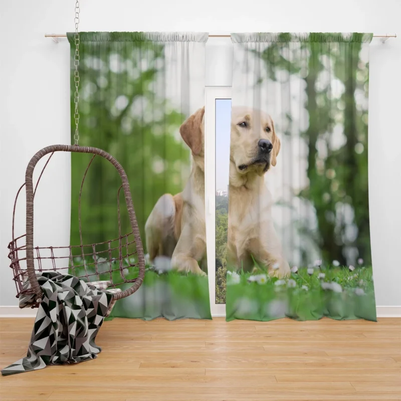 Ethereal Quartet: Labrador Bokeh with Depth Window Curtain