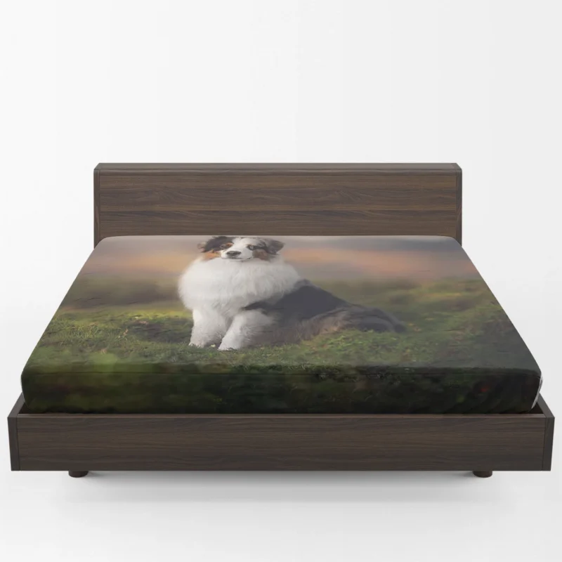 Exploring Depth Of Field Beauty: Australian Shepherd Fitted Sheet 1