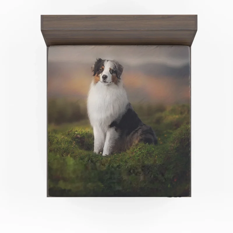 Exploring Depth Of Field Beauty: Australian Shepherd Fitted Sheet