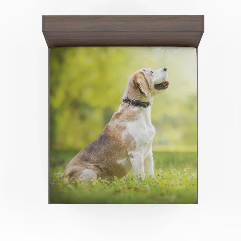 Exploring Depth Of Field Beauty: Beagle Fitted Sheet