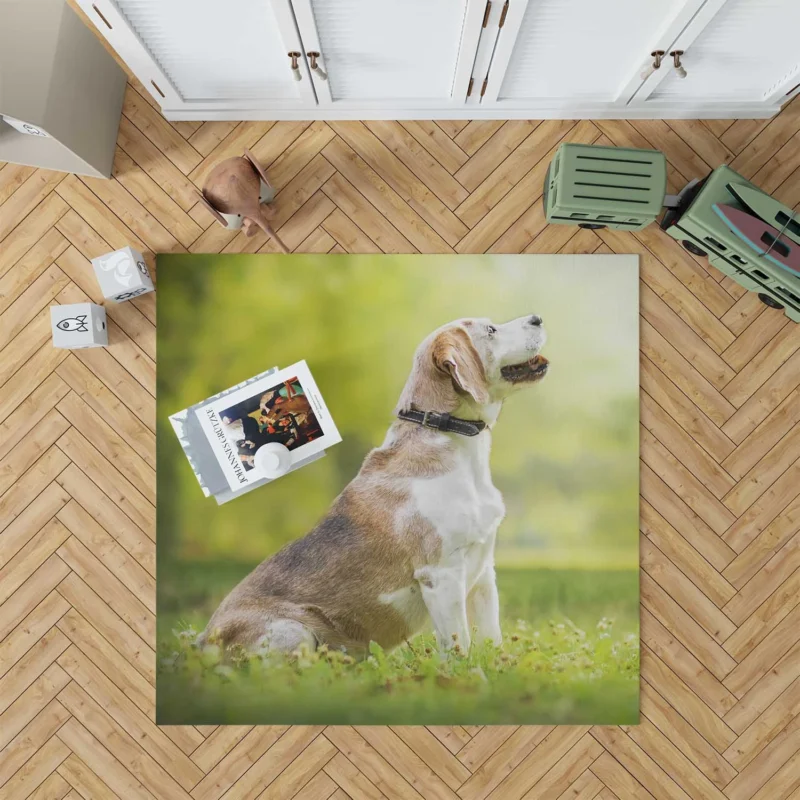 Exploring Depth Of Field Beauty: Beagle Floor Rug