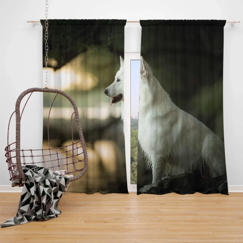 Exploring Depth Of Field: Berger Blanc Suisse Window Curtain