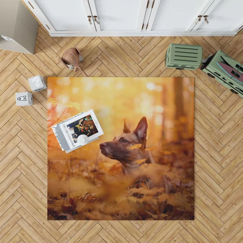 Fall Beauty in the Malinois: Belgian Malinois Floor Rug