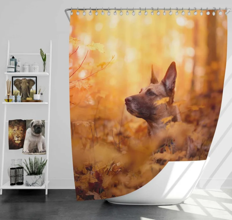 Fall Beauty in the Malinois: Belgian Malinois Shower Curtain