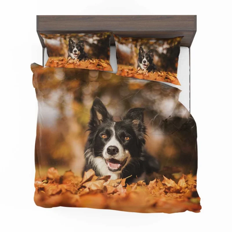 Fall Beauty with Bokeh Leaves and Depth Of Field: Border Collie Bedding Set 1
