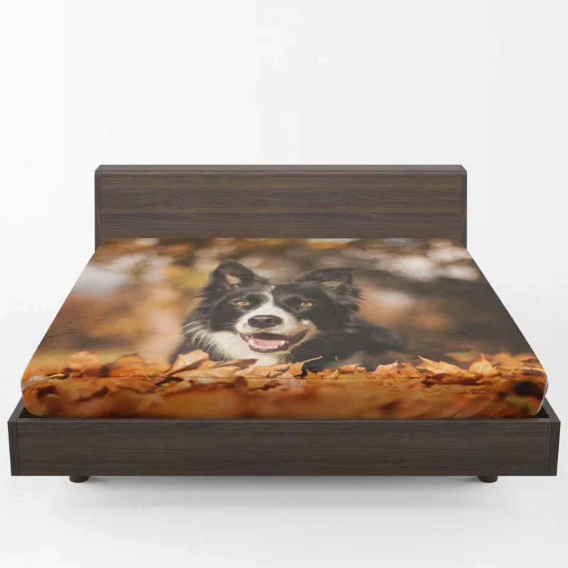 Fall Beauty with Bokeh Leaves and Depth Of Field: Border Collie Fitted Sheet 1