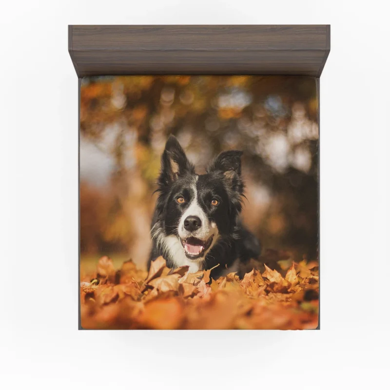 Fall Beauty with Bokeh Leaves and Depth Of Field: Border Collie Fitted Sheet