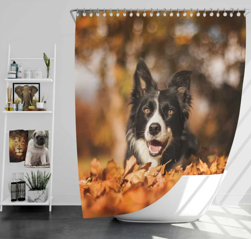 Fall Beauty with Bokeh Leaves and Depth Of Field: Border Collie Shower Curtain