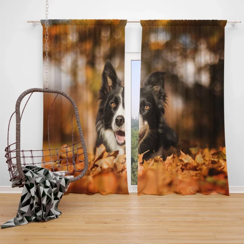 Fall Beauty with Bokeh Leaves and Depth Of Field: Border Collie Window Curtain