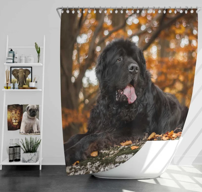 Fall Depth: Newfoundland Quartet in Field Shower Curtain