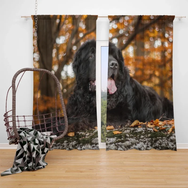 Fall Depth: Newfoundland Quartet in Field Window Curtain