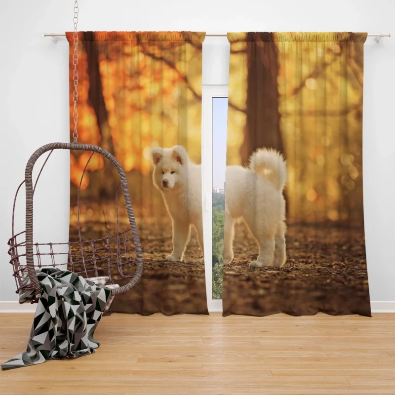 Fall Light and Bokeh: Akita Quartet Wallpaper Window Curtain