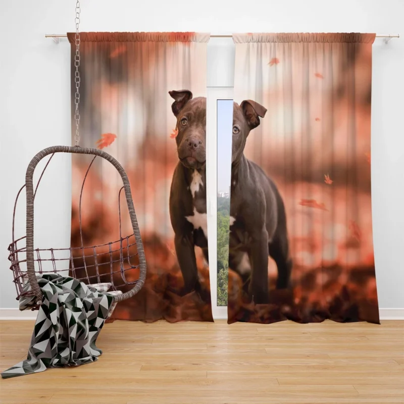 Fall Puppies in a Bauble: American Pit Bull Terrier Quartet Window Curtain