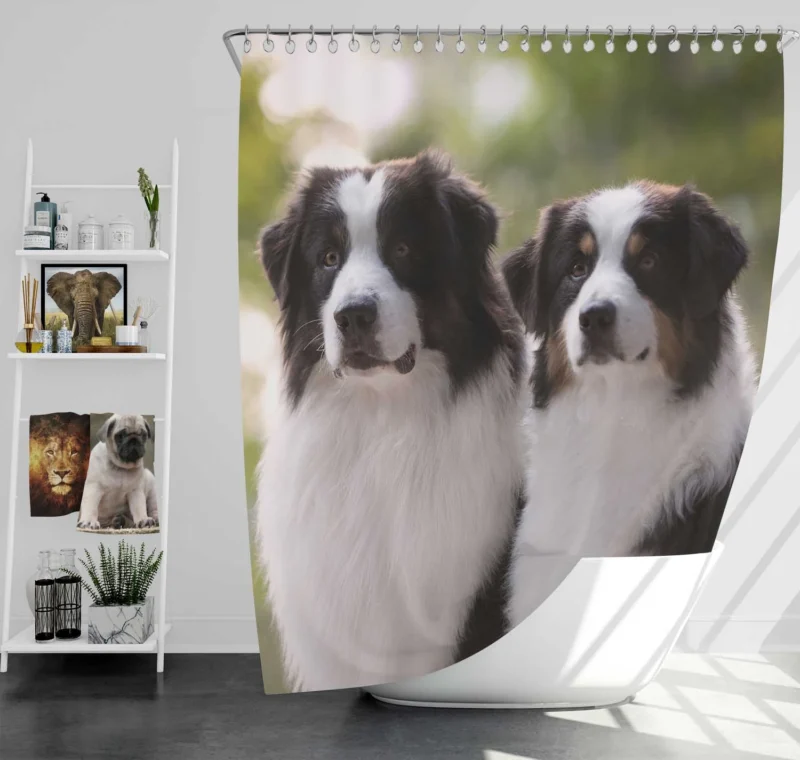 Father and Son Bond: Australian Shepherd Shower Curtain