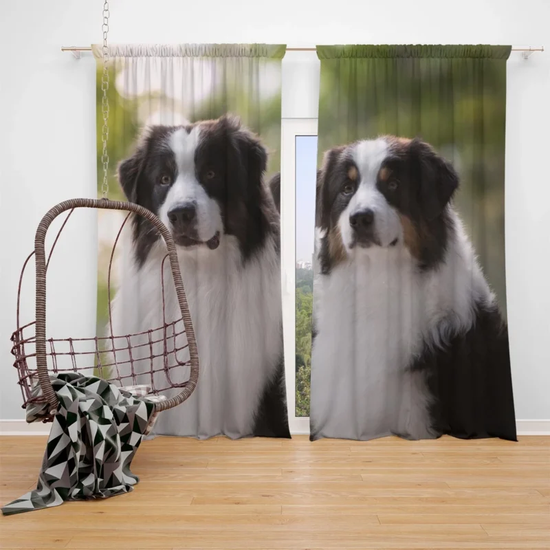 Father and Son Bond: Australian Shepherd Window Curtain