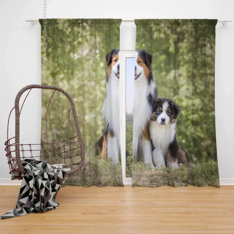 Father and Son Canine Love: Australian Shepherd Window Curtain