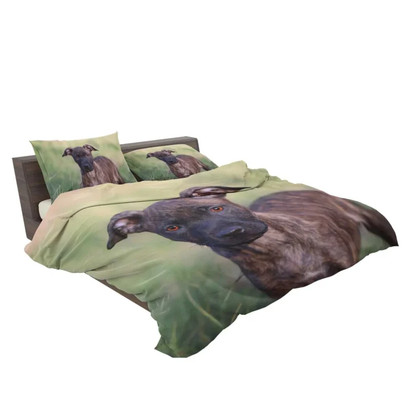 Festive Joy: Pit Bull Puppy Quartet Bedding Set 2