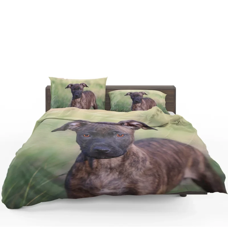 Festive Joy: Pit Bull Puppy Quartet Bedding Set