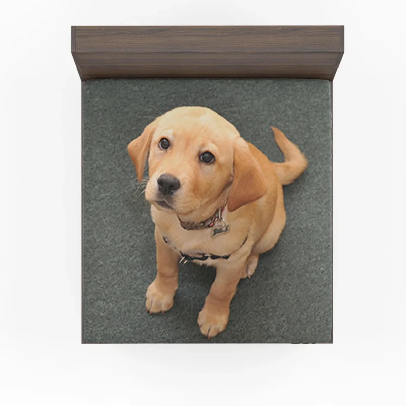 Floral Canine Companions: Labrador Quartet Fitted Sheet