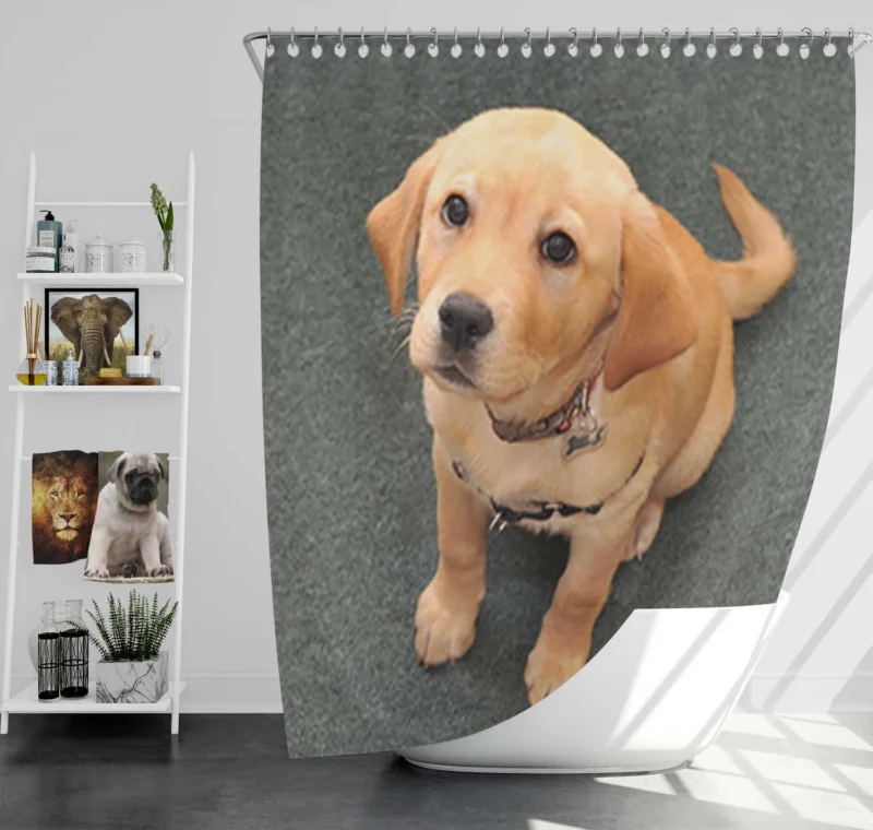 Floral Canine Companions: Labrador Quartet Shower Curtain