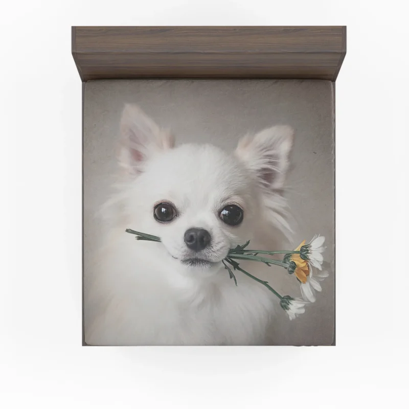 Floral Elegance in Fourfold: Chihuahua Quartet Fitted Sheet