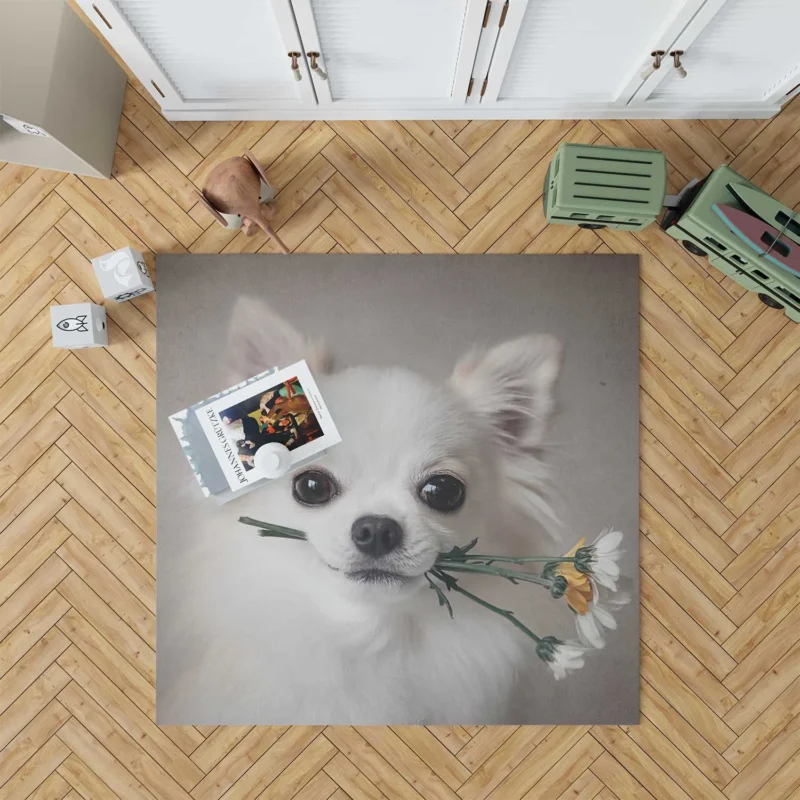 Floral Elegance in Fourfold: Chihuahua Quartet Floor Rug