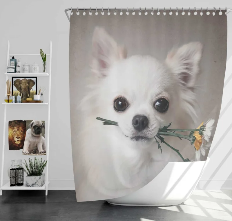 Floral Elegance in Fourfold: Chihuahua Quartet Shower Curtain