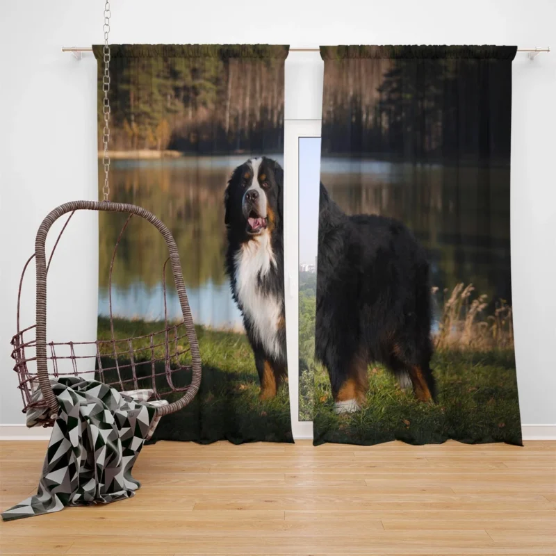 Flower and Bernese Charm: Bernese Mountain Dog Window Curtain