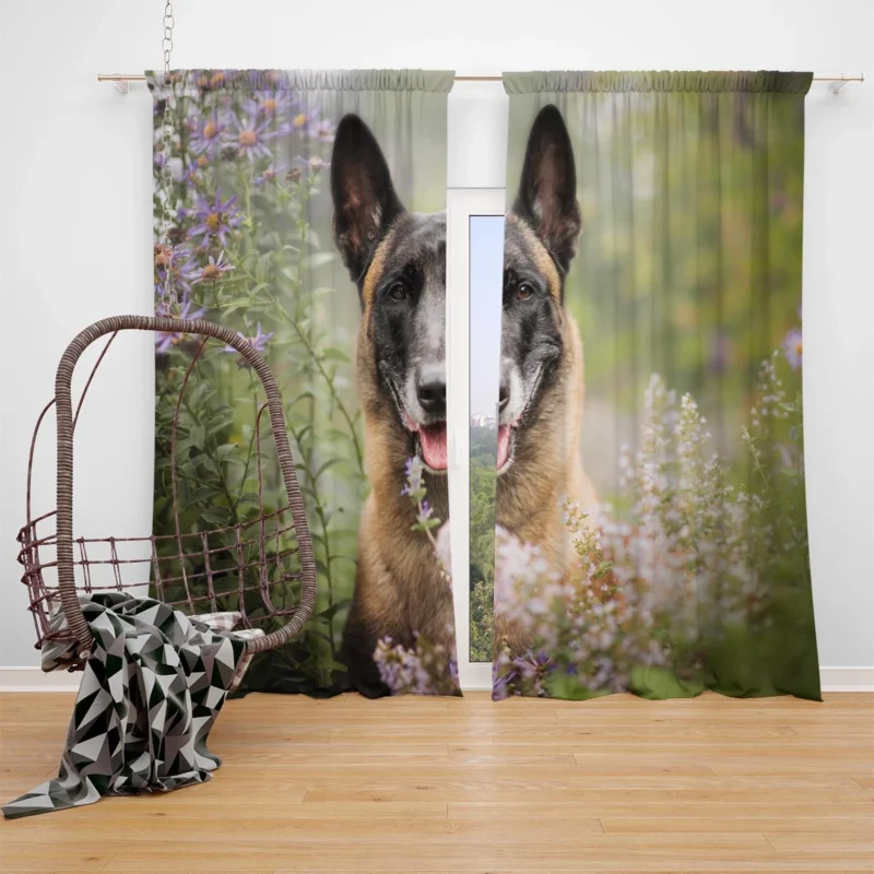 Flower and Malinois Beauty: Belgian Malinois Window Curtain