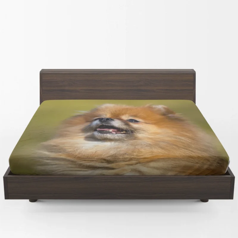 Fluff and Charm: Pomeranian Quartet Fitted Sheet 1